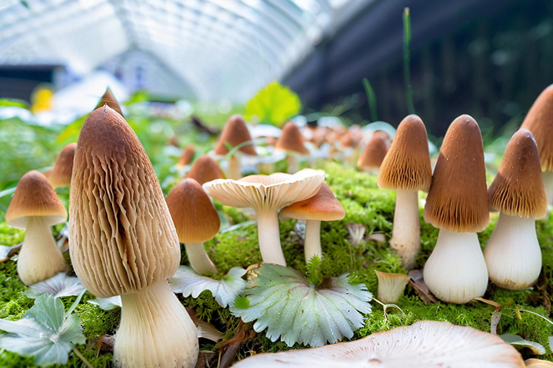 菌菇培育行业应用
