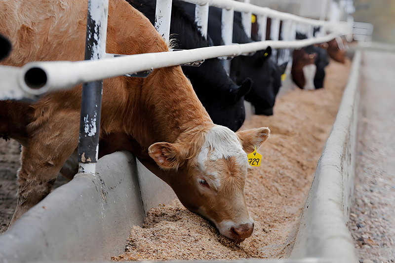 动物饲料专用碳酸钙